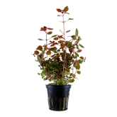 035B 超紅水丁香 Ludwigia palustris 'Super Red'